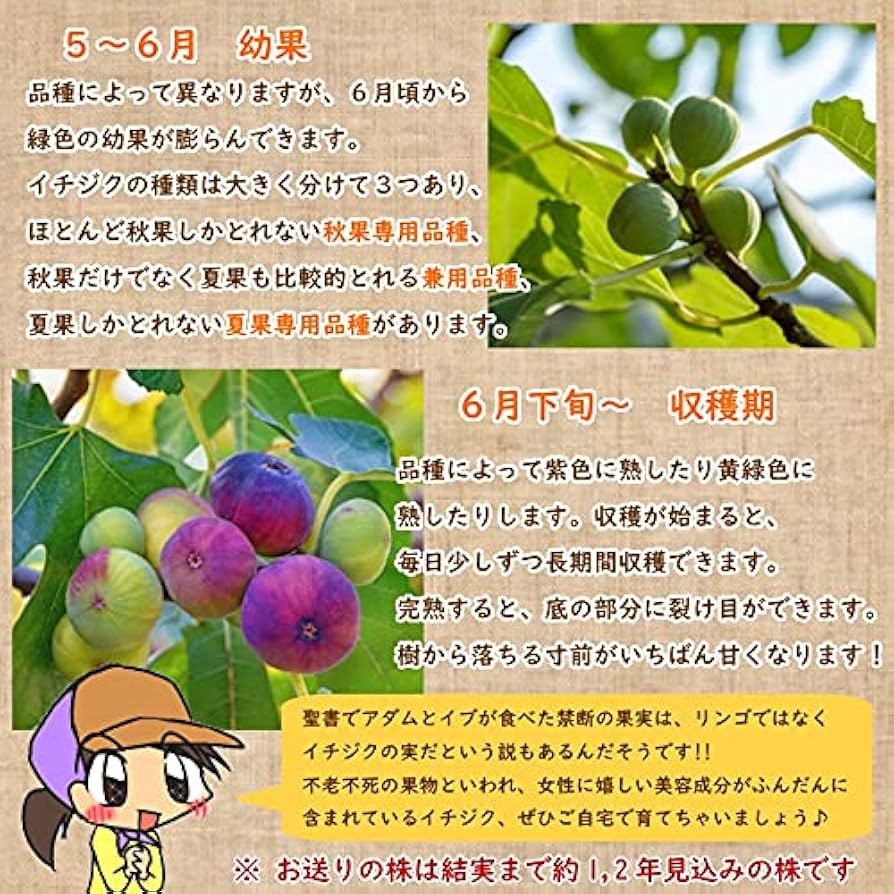 イチジク小苗 Strawberry Shortcake 芽接木 ㉜ イチジク小苗 Strawberry Shortcake 芽接木 ㉜